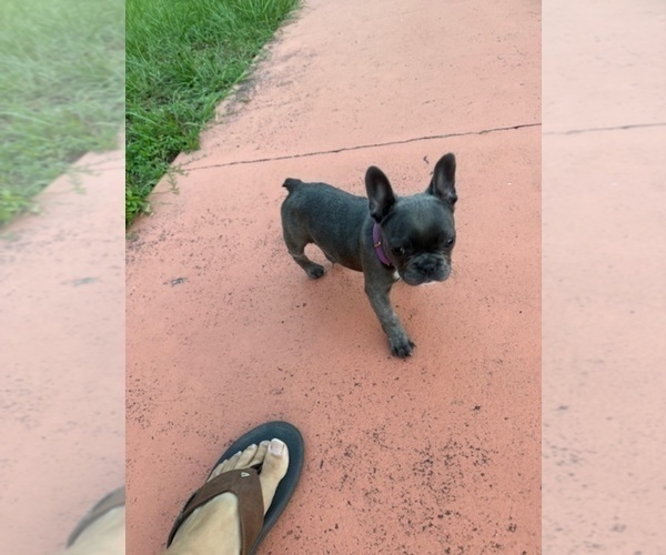 Medium Photo #5 French Bulldog Puppy For Sale in SAINT PETERSBURG, FL, USA