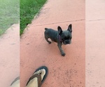 Small #4 French Bulldog