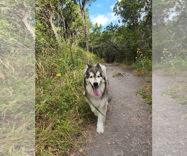 Medium Photo #3 Siberian Husky Puppy For Sale in Carrollton, TX, USA