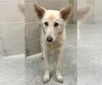 Small German Shepherd Dog