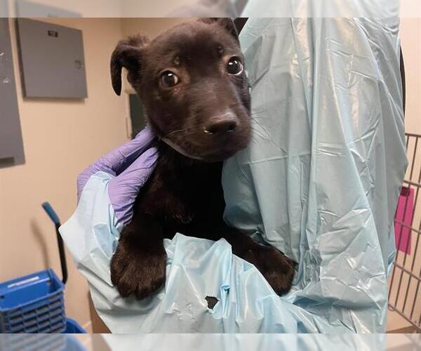 Medium Photo #1 German Shepherd Dog Puppy For Sale in Pasadena, CA, USA