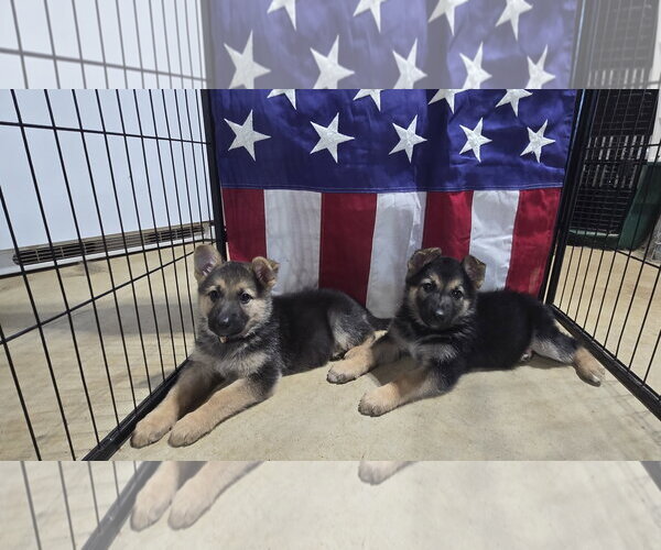 Medium Photo #2 German Shepherd Dog Puppy For Sale in Centreville, VA, USA