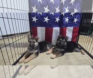 Lily 7617 - Female German Shepherd Dog Dog for Adoption - Photo #2