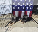 Small Photo #2 German Shepherd Dog Puppy For Sale in Centreville, VA, USA