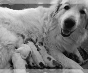 Mother of the Great Pyrenees puppies born on 02/06/2022