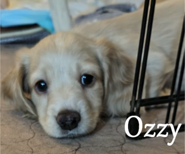 Medium Photo #1 Dachshund Puppy For Sale in TUSTIN, CA, USA