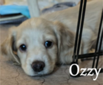 Puppy Ozzy Dachshund
