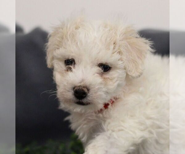 Medium Photo #3 Bichon Frise Puppy For Sale in ANNVILLE, PA, USA