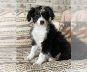 Aussiedoodle Puppy for sale in RIGBY, ID, USA