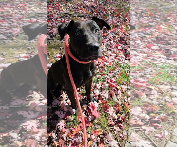 Medium Photo #5 American Pit Bull Terrier-Labrador Retriever Mix Puppy For Sale in Rockaway, NJ, USA