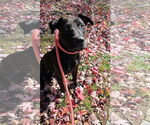 Small #4 American Pit Bull Terrier-Labrador Retriever Mix