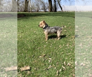 Silky Terrier Puppy for Sale in ELMA, Iowa USA
