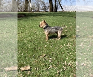 Silky Terrier Puppy for sale in ELMA, IA, USA