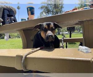 German Shepherd Dog Dogs for adoption in Riverside, CA, USA