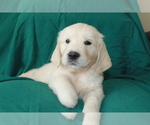 Small Photo #27 English Cream Golden Retriever Puppy For Sale in RINGGOLD, GA, USA