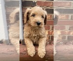 Small #2 Goldendoodle