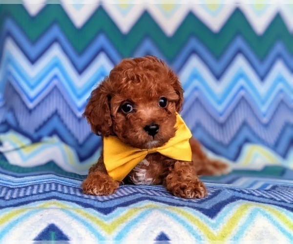 Medium Photo #7 Cavapoo-Poodle (Toy) Mix Puppy For Sale in KIRKWOOD, PA, USA