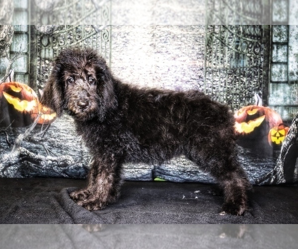 Medium Photo #9 Labradoodle Puppy For Sale in BURNS, TN, USA