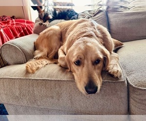 Mother of the Golden Retriever puppies born on 04/01/2025