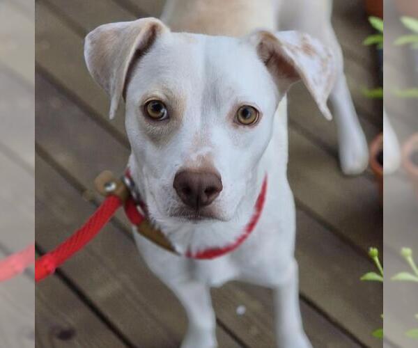 Medium Photo #1 Labrador Retriever-Unknown Mix Puppy For Sale in San Diego, CA, USA