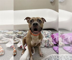 American Staffordshire Terrier-Unknown Mix Dogs for adoption in Elk Grove, CA, USA