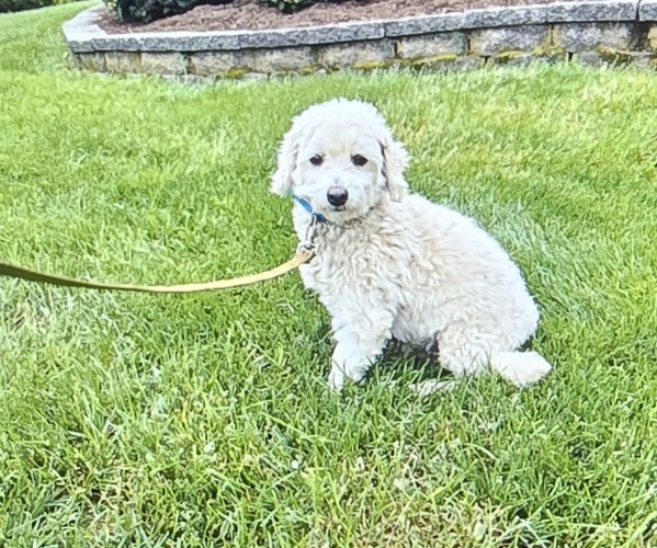 Medium Photo #1 Maltipoo (Miniature) Puppy For Sale in GLEN BURNIE, MD, USA