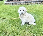 Small Photo #1 Maltipoo (Miniature) Puppy For Sale in GLEN BURNIE, MD, USA