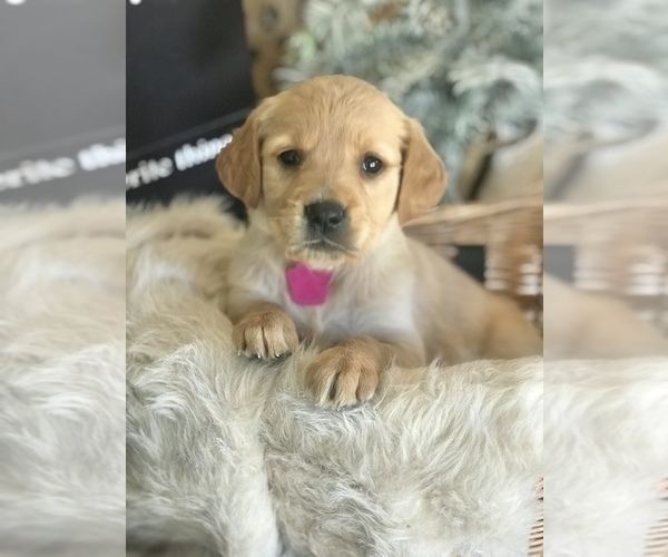 Medium Photo #1 Golden Retriever Puppy For Sale in SONORA, KY, USA