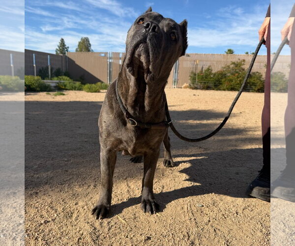 Medium Photo #4 Mutt Puppy For Sale in Goodyear, AZ, USA