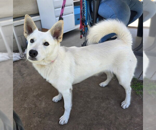 Medium Photo #1 American Eskimo Dog-Unknown Mix Puppy For Sale in Long Beach, CA, USA