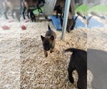 Small #9 Belgian Malinois