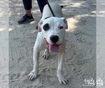 Small #6 American Pit Bull Terrier Mix