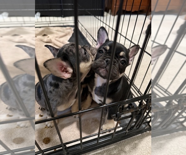 Medium Photo #1 French Bulldog Puppy For Sale in OSWEGO, IL, USA