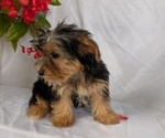 Small #1 Yorkshire Terrier