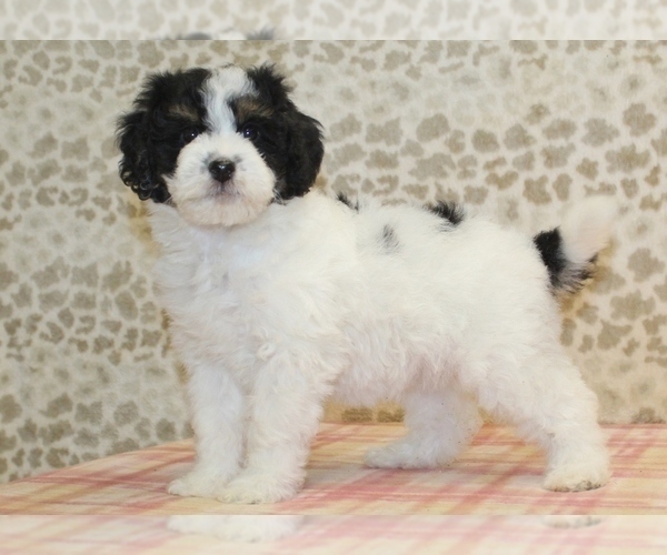 Medium Photo #3 Miniature Bernedoodle Puppy For Sale in DENVER, PA, USA