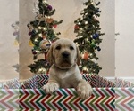Small Photo #12 Labrador Retriever Puppy For Sale in LELAND, NC, USA