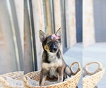 Small #2 German Shepherd Dog Mix