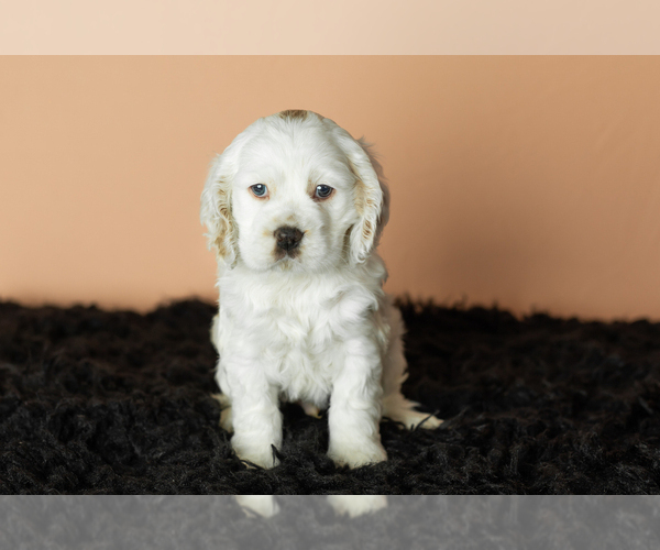 Medium Photo #6 Cocker Spaniel Puppy For Sale in NAPPANEE, IN, USA
