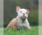 Small #7 Bulldog