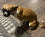 Faith - ADOPTION PENDING!! - Female Boxer-Unknown Mix Dog for Adoption - Small photo