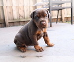 Small #3 Doberman Pinscher