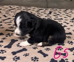 Puppy Girl 5 Australian Shepherd