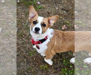 Chihuahua-Unknown Mix Dogs for adoption in Wakefield, RI, USA