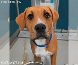 Labrador Retriever-Unknown Mix Dogs for adoption in Oklahoma City, OK, USA