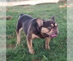Small Photo #1 French Bulldog Puppy For Sale in REBERSBURG, PA, USA