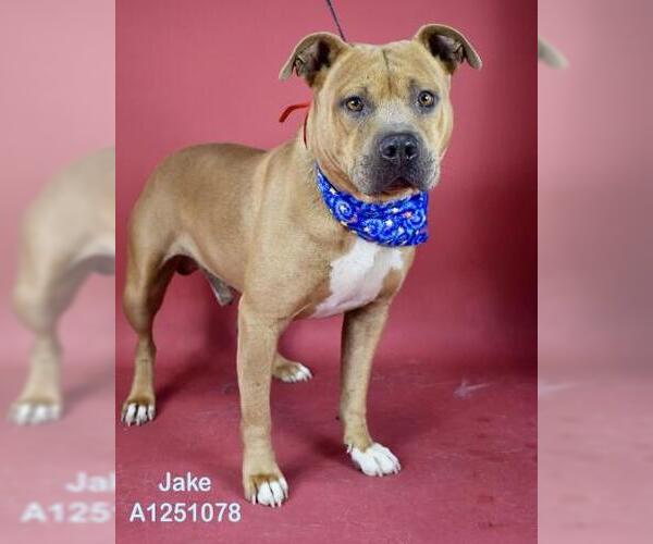 Medium Photo #1 Mutt Puppy For Sale in Bakersfield, CA, USA