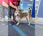Small #1 Golden Retriever Mix
