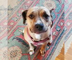 Small #1 Mutt