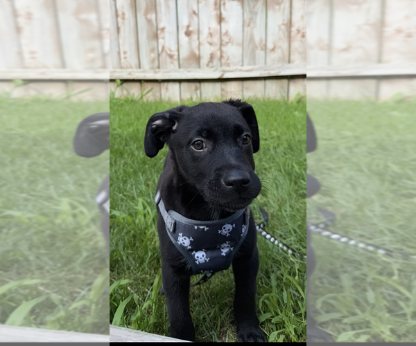 Medium Photo #3 Labrador Retriever-Unknown Mix Puppy For Sale in Plainfield, IL, USA