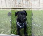 Small #2 Labrador Retriever Mix